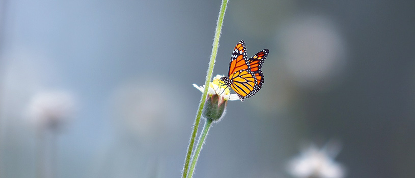 Monarch Butterfly - POST