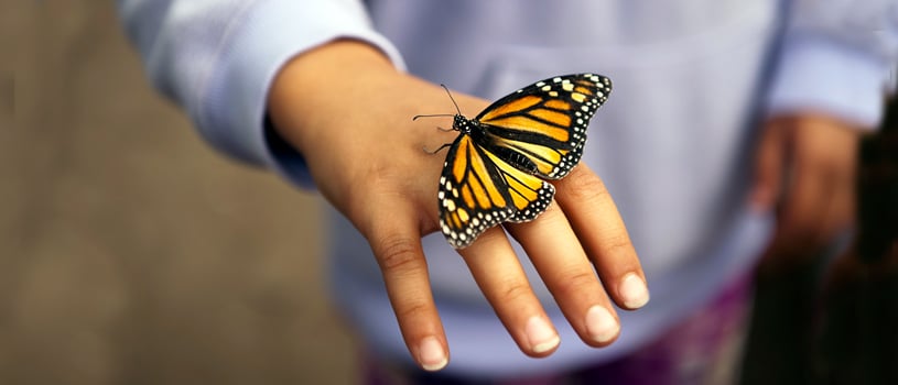 Monarch Butterfly: How You Can Save this Iconic Species