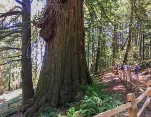 Methuselah Redwood Tree - POST