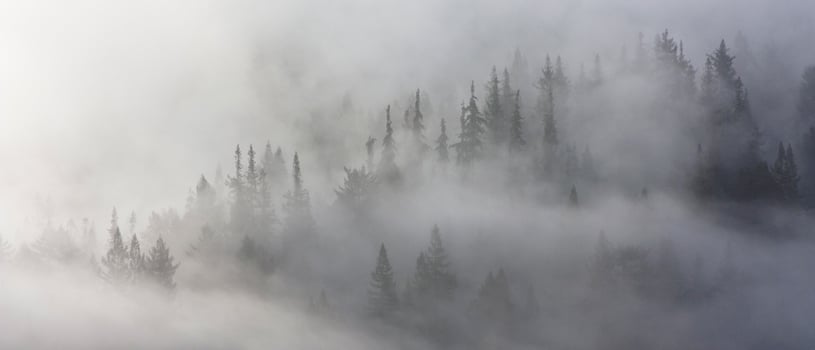 Low lying fog covers a forest.