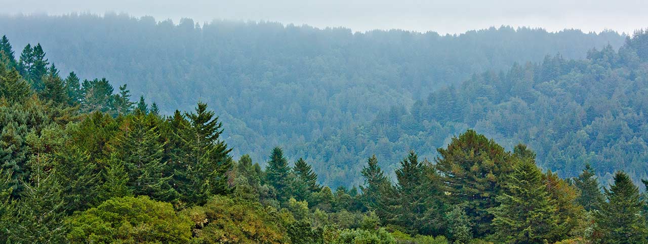 Redwoods-panoramic-post-campaigns-1280x482