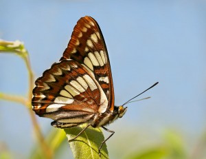 Chalcedon_Checkerspot_Butterfly
