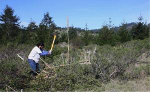AMLT Native Steward Abran Lopez chops out an invasive jubata grass plant on a conservation easement at Costanoa Lodge. Photo by Rob Cuthrell