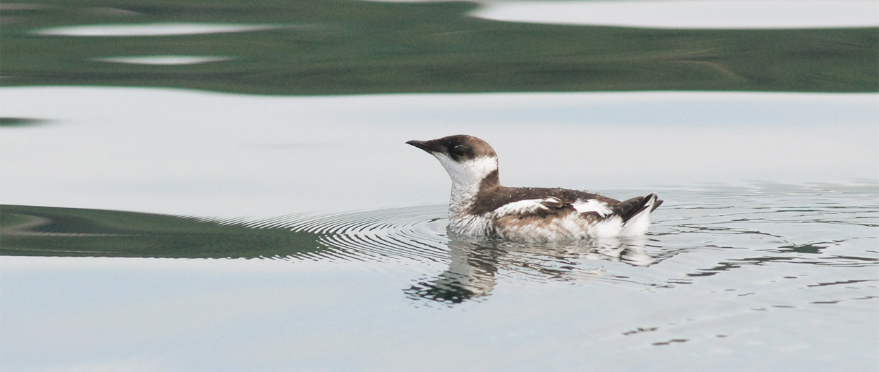 Listening For Marbled Murrelets Post