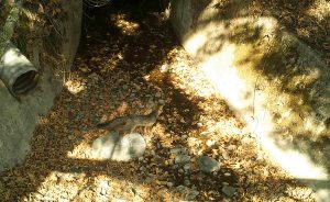 gray-fox-investigating-trout-creek-culvert-on-8-19-2016