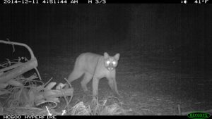 mountain-lion-on-san-vicente-redwoods-2014_courtesy-peninsula-open-space-trust-1