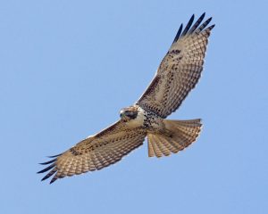 red-tailed_hawk_2
