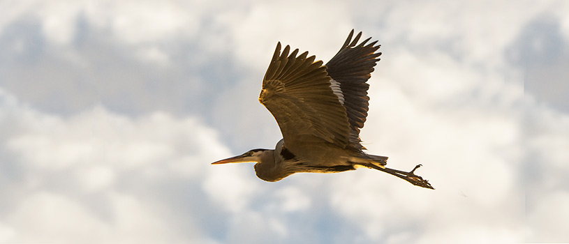 great-blue-heron-postf