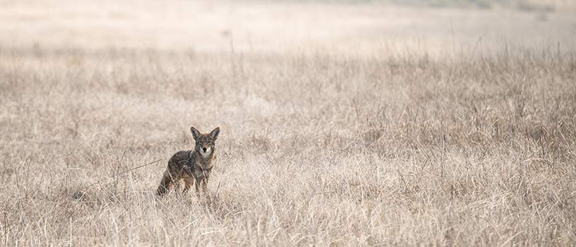 Coyote in Pescadero