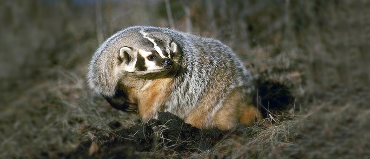 5 Things You Didn't Know About Bay Area Badgers