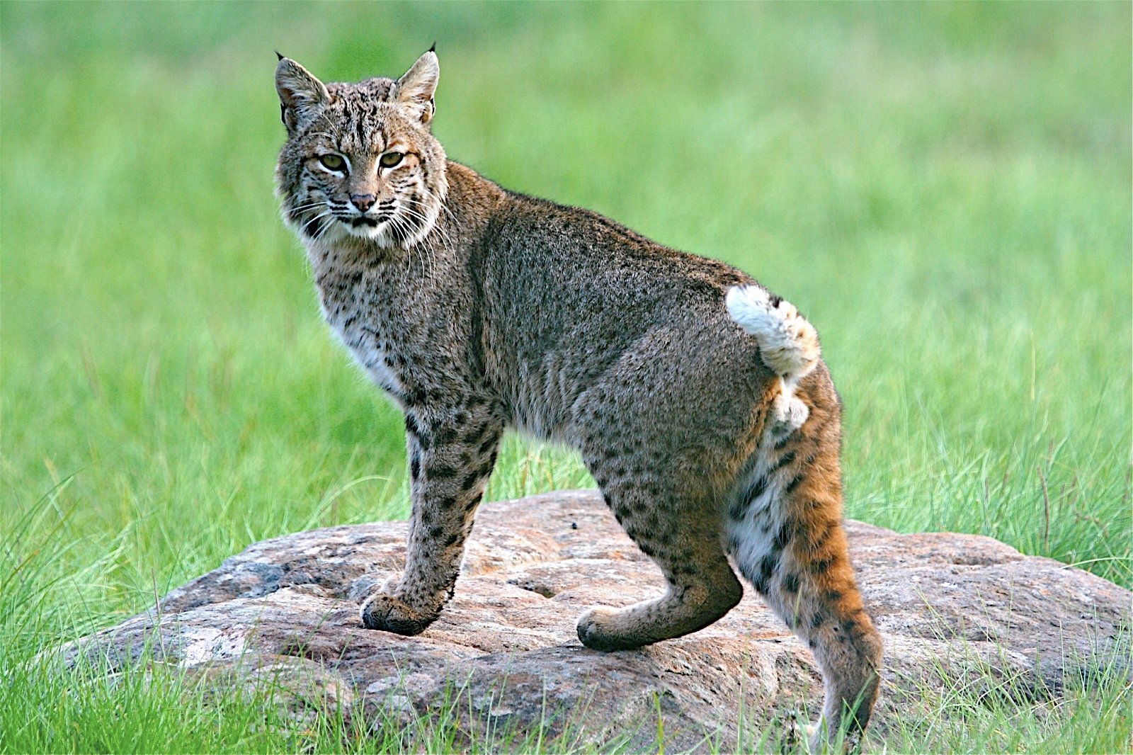 Tracking Bobcat in Coyote Valley One of the most important