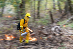 Fire fighter carrying a torch through the brush of San Vicente Redwoods.