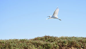 snow egret bair island - POST