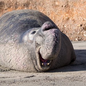 Male Elephant Seal Ano Nuevo - POST