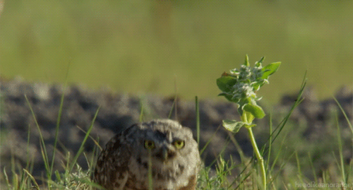 burrowing owl howdy - POST