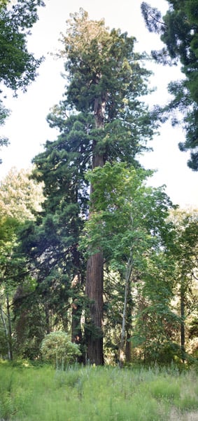 Old-growth redwood - POST