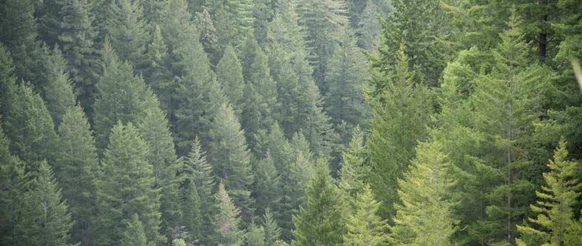 POST Redwoods Program