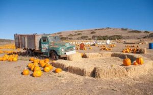 Rodoni Farms pumpkins