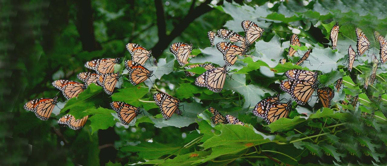 Where to Find Monarch Butterfly Roosts in the Bay Area - POST