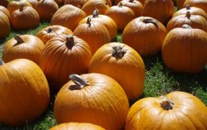 pumpkin_spina_farm_POST