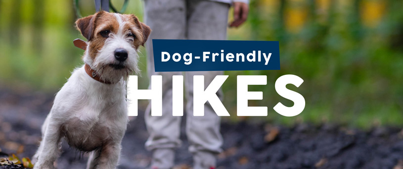 Dog friendly hikes guide cover.