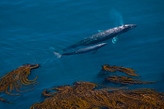 gray_whale_calf_POST