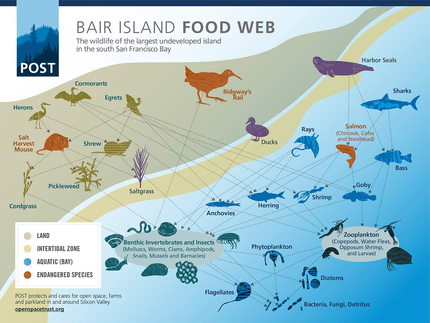 The Food Web of Bair Island - POST