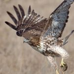 Red-tailed_Hawk_3