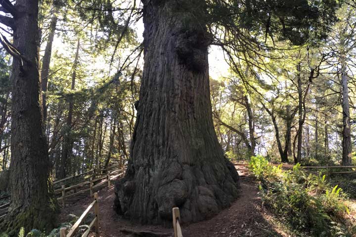 methuselah tree - POST