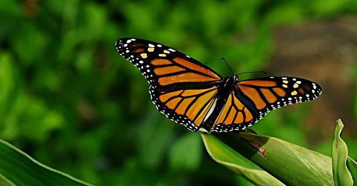 Monarch Butterfly: How You Can Save this Iconic Species