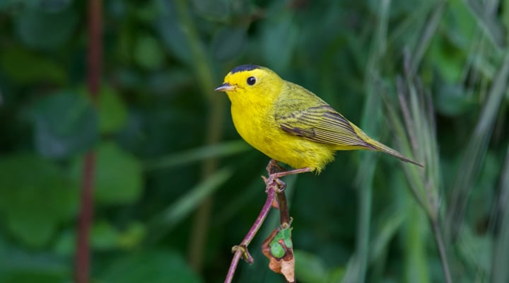 Wilsons warbler perched on a branch - spring season