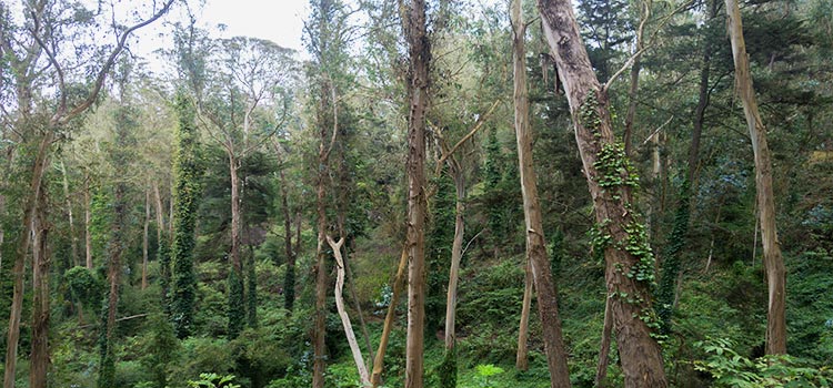 Densely wooded Mt. Sutro forest