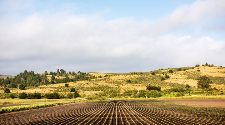 Row crops extending into the distance - spring season