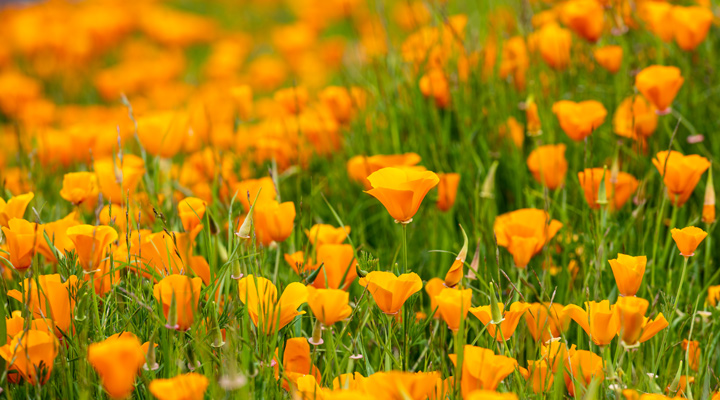 Poppies bursting with color - spring season