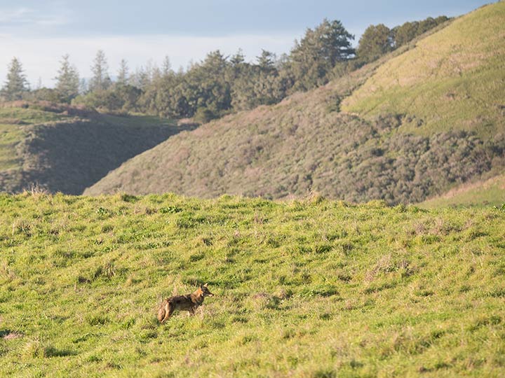 A lone coyote stands on an open hillside.