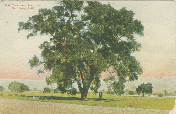 Historic postcard of large oak in San Jose, CA