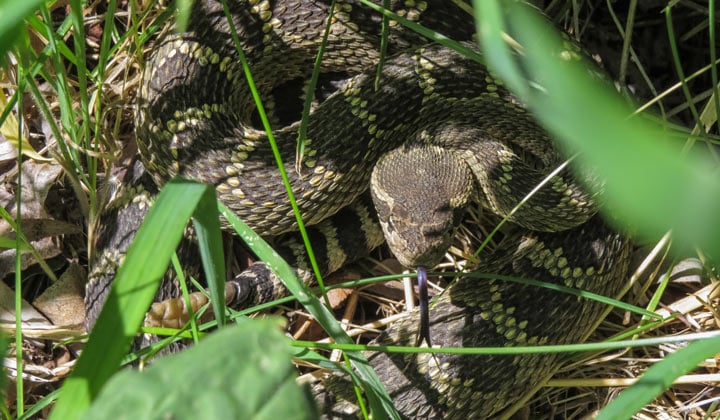 Rattlesnake hiding in the grass.
