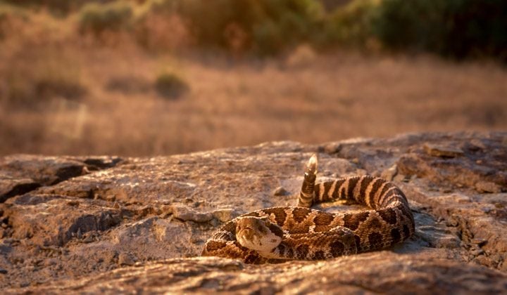 Rattlesnake sun bathing on a rock.