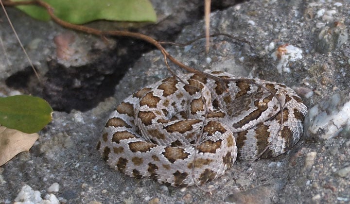 A rattlesnake curled up on a rock.