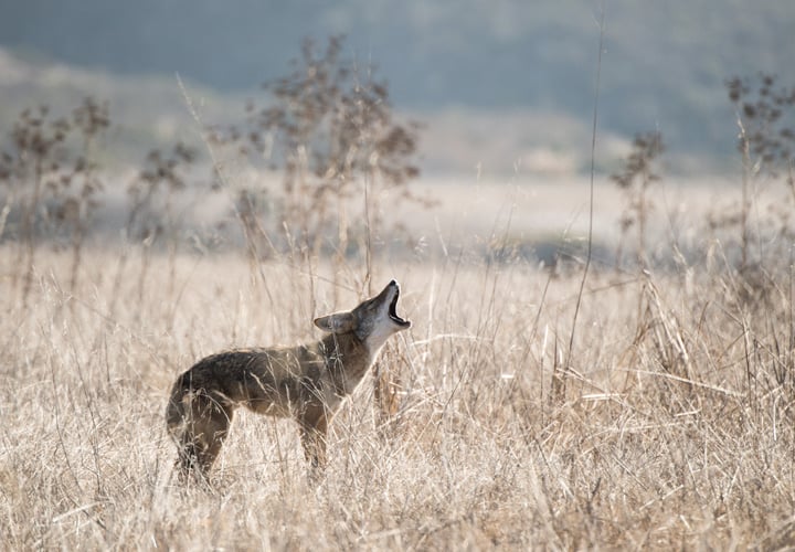 Coyote howling in the grass at Cloverdale Coastal Ranches - POST 