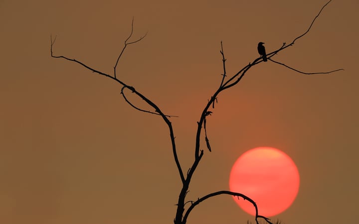 Crow sits on a branch as sun sets in background amid smoke from wildfire