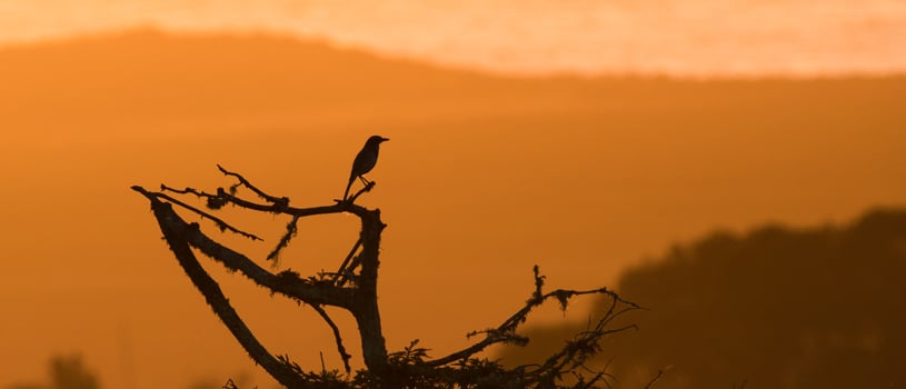 Bird perched on snag with setting orange sun.