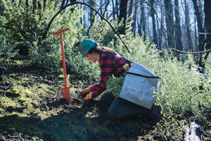 SVR Forest Manager plants a redwood sapling.