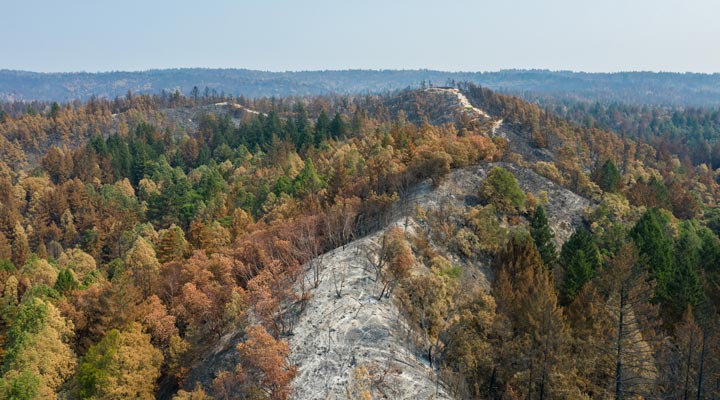 Aerial view of San Vicente Redwoods post-fire
