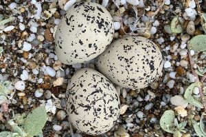 snowy plover eggs in the sand