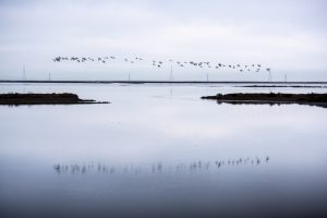 Birds fly over Bair Island