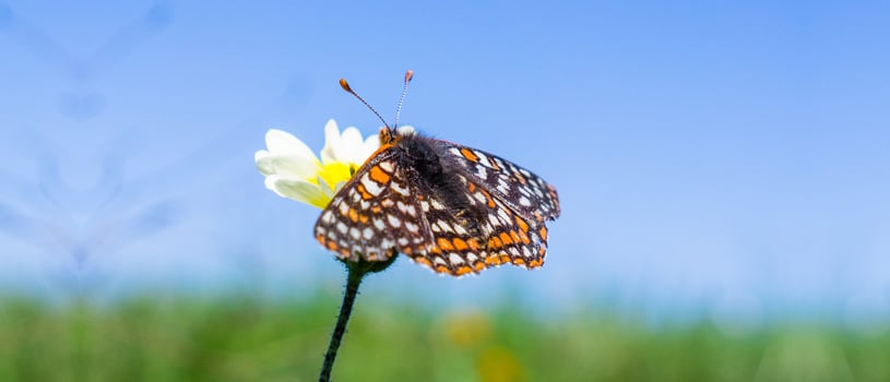 Bay checkerspot butterfly - POST