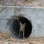 A Coyote passing through a wildlife linkage.
