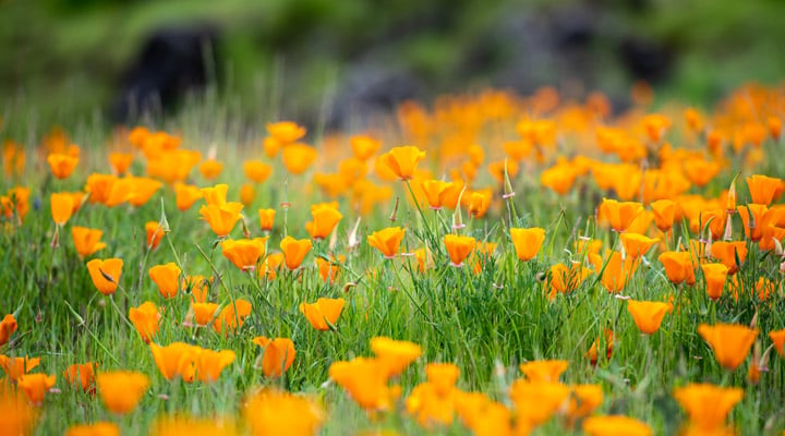 California wildflowers, poppies - POST