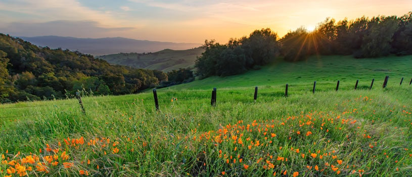 California wildflowers in bloom - POST